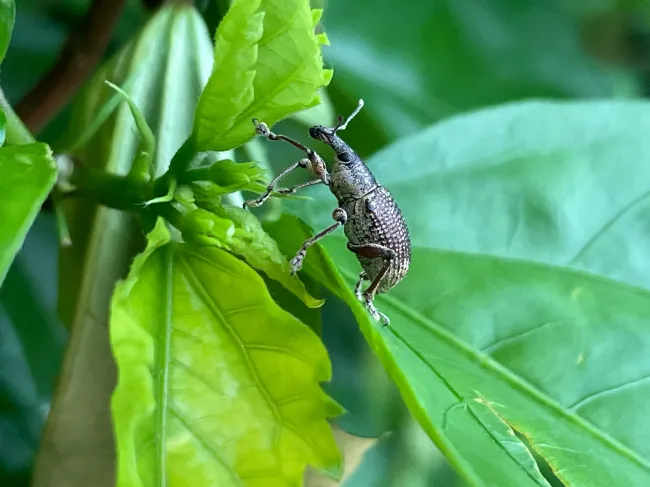 Защитите клубнику от долгоносиков: простой раствор из золы и мыла