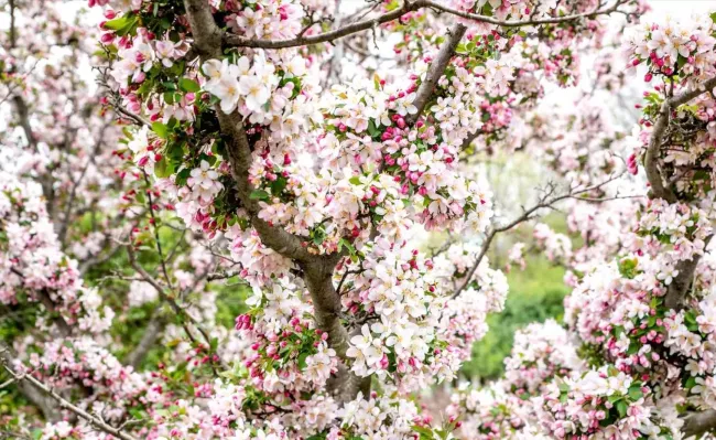 Как правильно обивать плодовые деревья весной: 3 простых шага для здоровья ваших яблонь и груш