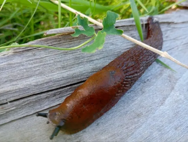 Избавьтесь от слизней за ночь с помощью яблока и дров