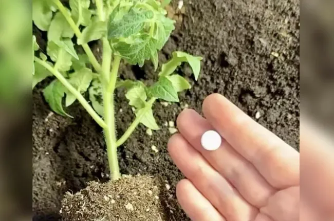 Как вырастить здоровые помидоры: простая лунка с аптечными средствами