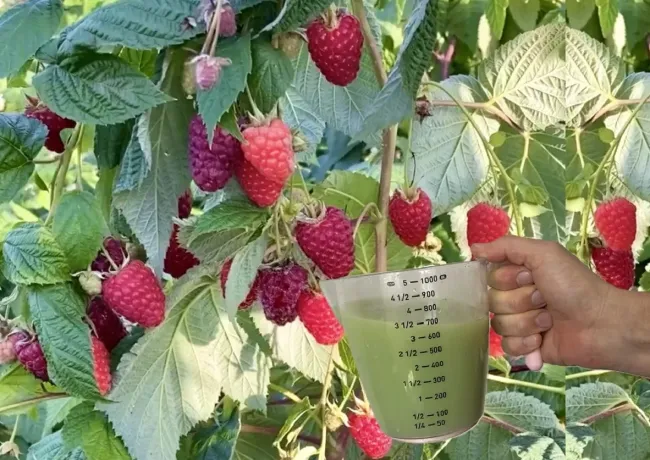 Как правильно подкормить малину весной для сладкого и крупного урожая