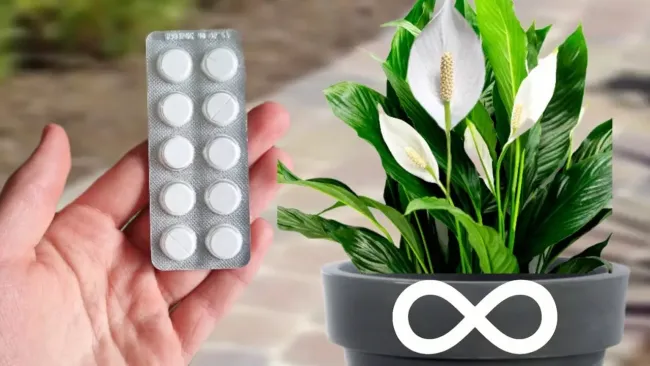 Как вернуть цветение спатифиллума с помощью одной таблетки глюконата кальция