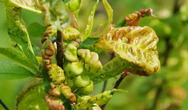 Как спасти персик от курчавости: простые шаги для восстановления здоровья дерева
