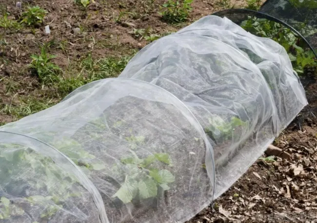 Как защитить огурцы и помидоры от заморозков с помощью пленки и бутылок с горячей водой