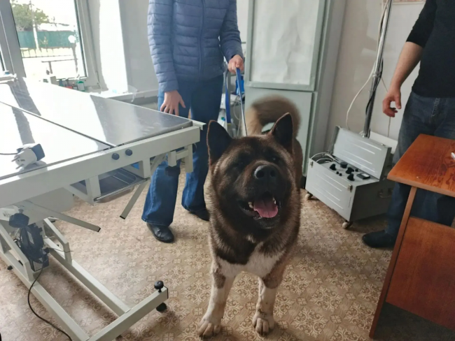 В Ивантеевке спасли собаку, укушенную ядовитой змеей