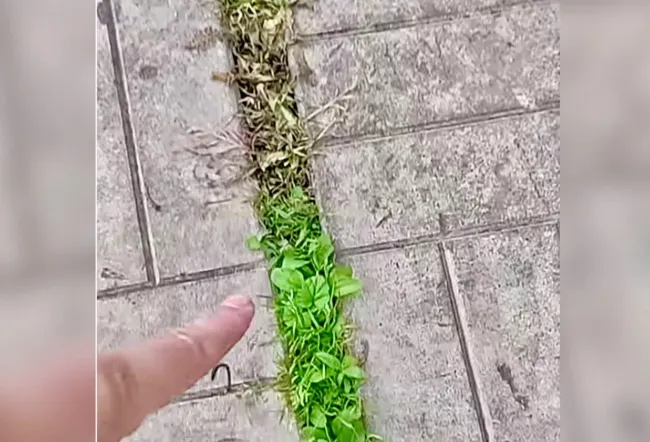 Уничтожьте сорняки на дорожках за ночь с простым раствором из уксуса и соли