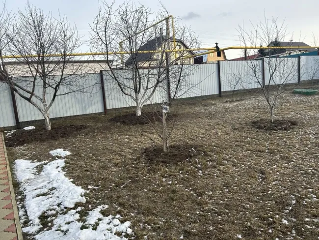 Не сажайте эти деревья на своем участке: они забирают все питательные вещества