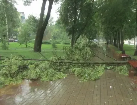 Суд в Саратове обязал администрацию города выплатить компенсацию за упавшее дерево
