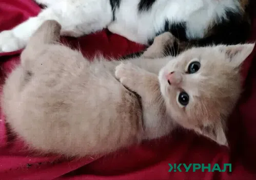 Выбор котенка раскроет ваш психологический возраст и личные качества