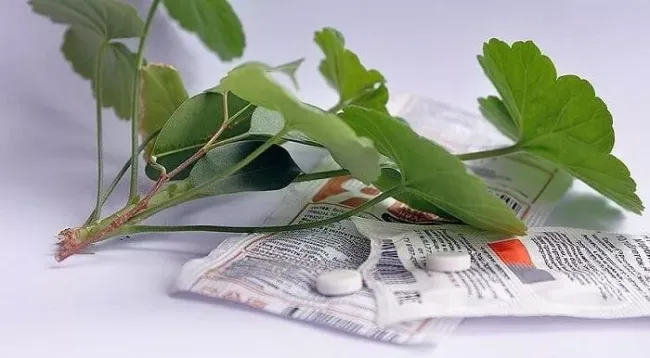 Эффективный раствор из янтарной кислоты и нашатыря для здоровья растений