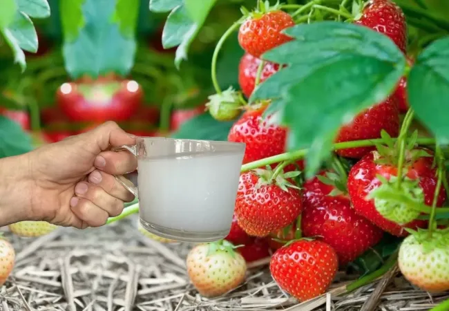 Молочная подкормка для клубники: как получить сладкие ягоды и защитить кусты