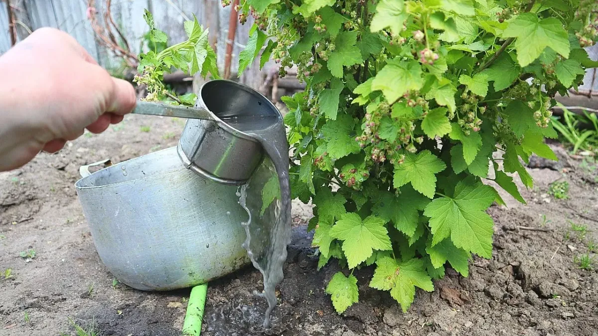 Подкормка смородины: два простых способа для крупных и сладких ягод