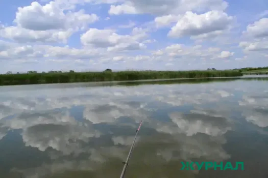 В Балаково зафиксирована массовая гибель рыбы в водоёме